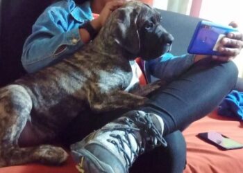 scoubi