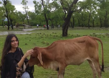 Loving 🐄