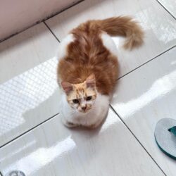 cat