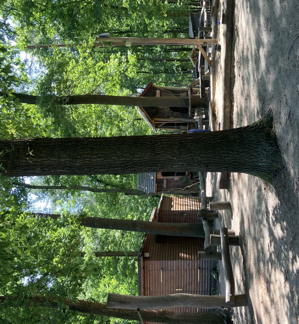 inesvoelckel